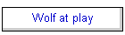 Wolf at play